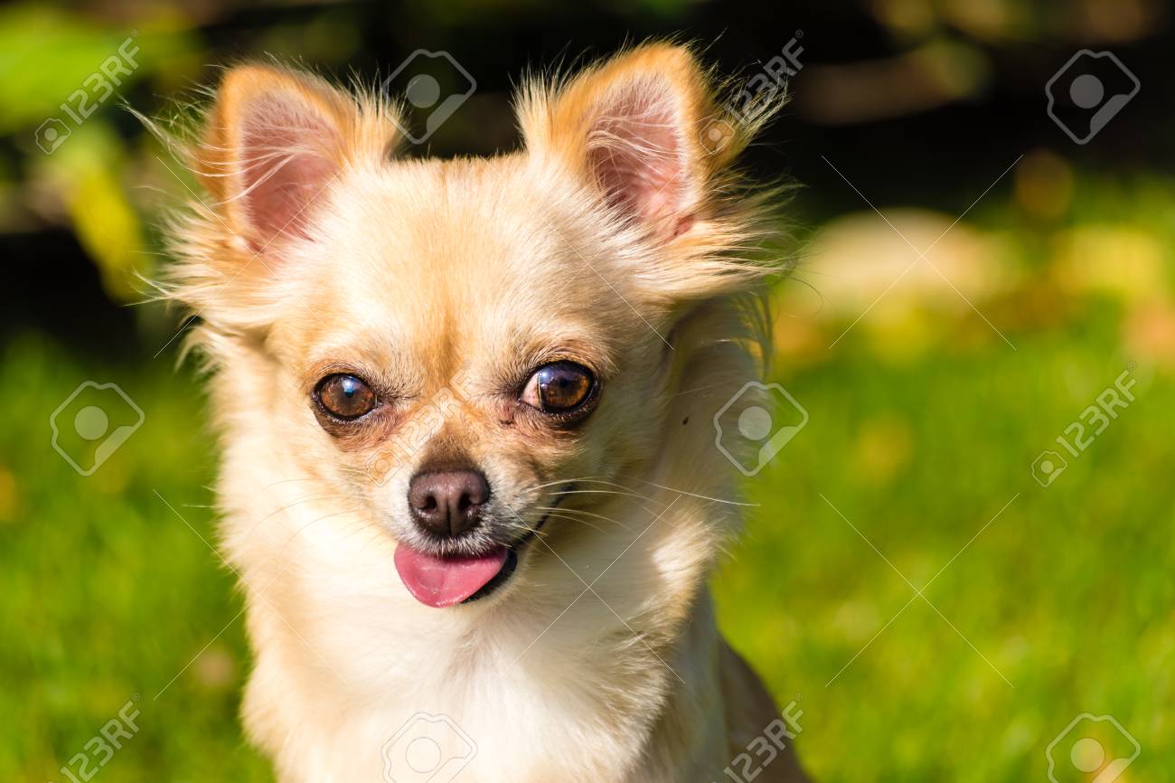 草の上に座って非常にかわいい小型犬チワワ 面白い探し子犬 の写真素材 画像素材 Image 草の上に座って非常にかわいい小型犬チワワ 面白い探し子犬 の写真素材 画像素材 Image