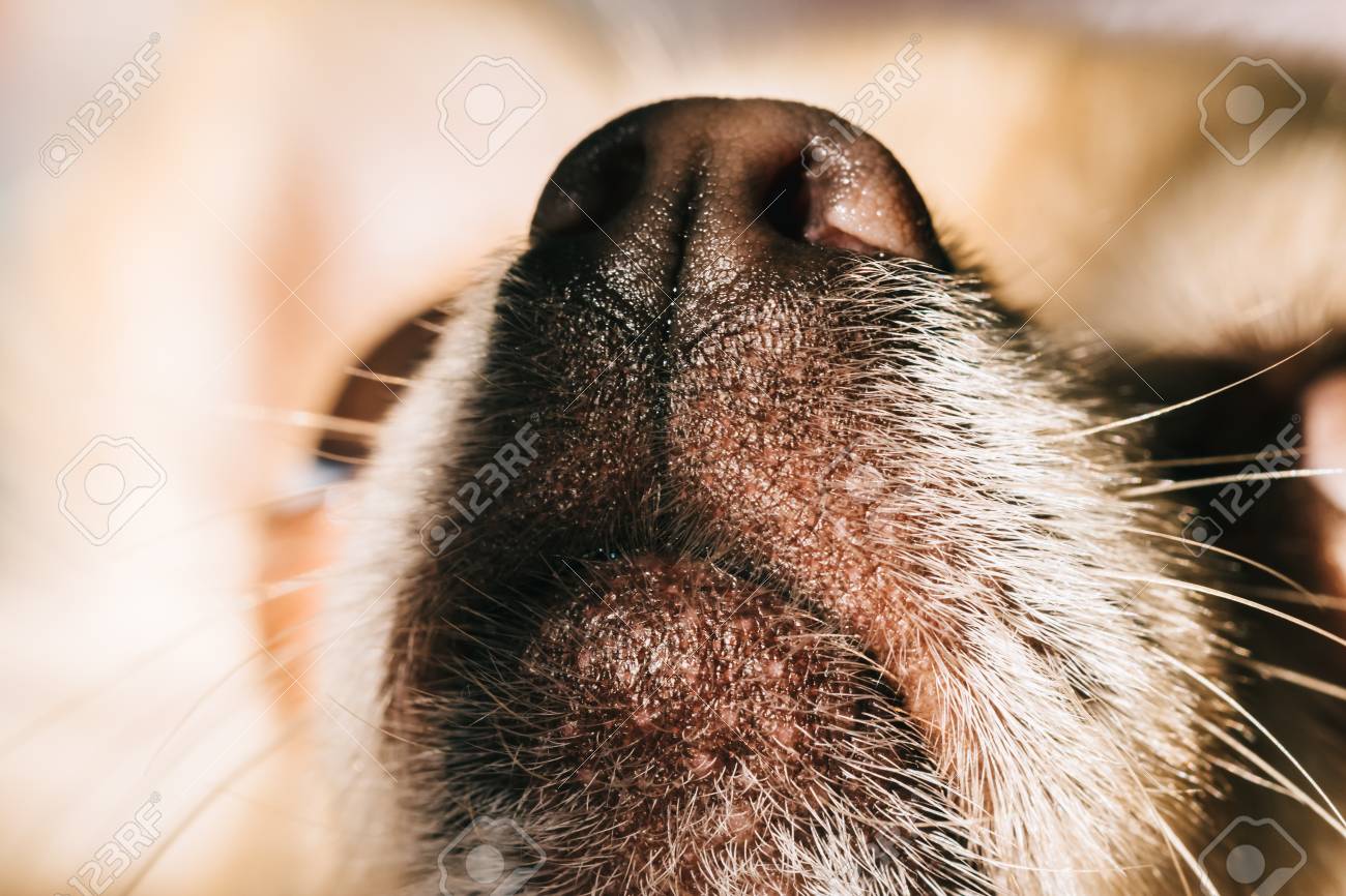 chihuahua with muzzle