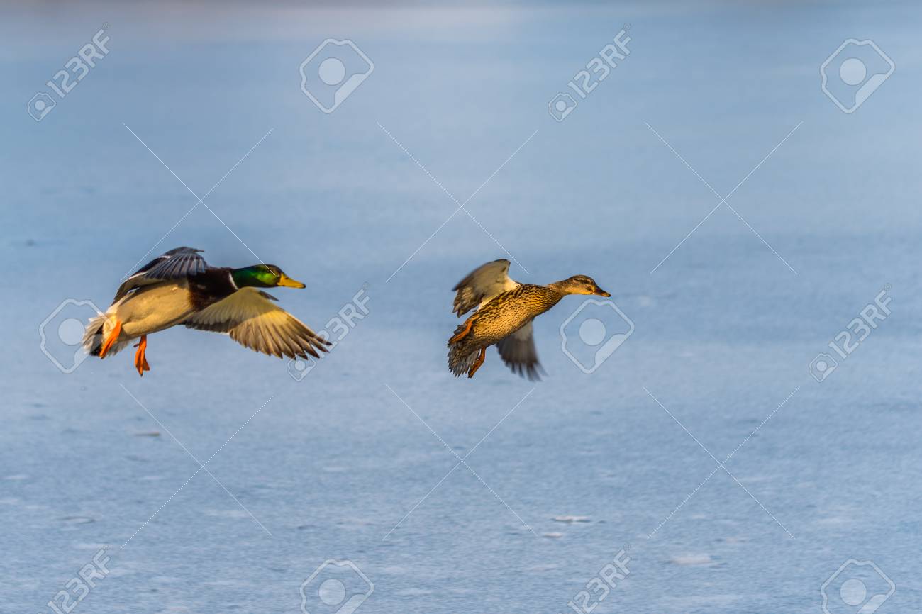 A Pair Of Mallard Duck Flying Around Over A Frozen Lake Male