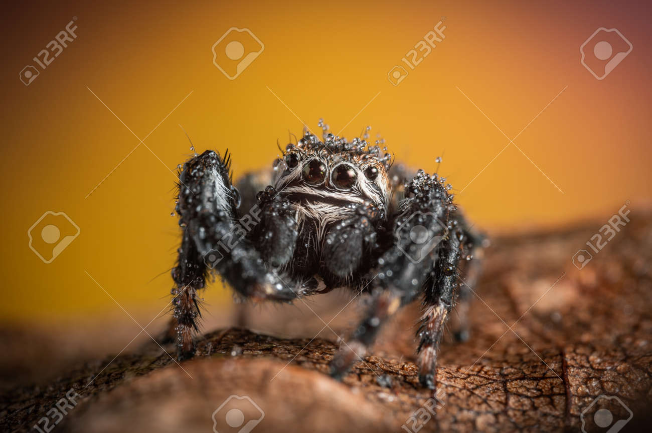 Black Spider (Evarcha Arcuata, Jumping Spider). Water Droplets On Body And  Head, After The Rain. High Magnification, Macro, Many Details. Stock Photo,  Picture and Royalty Free Image. Image 169794348., image size:1300x865
