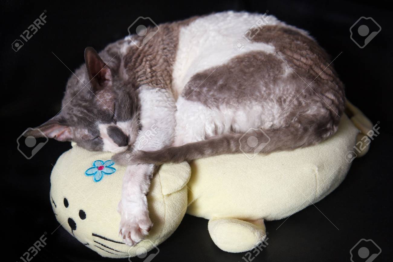 Blue And White Cat Cornish Rex Speeping On Cat Pillow Zdjęcia
