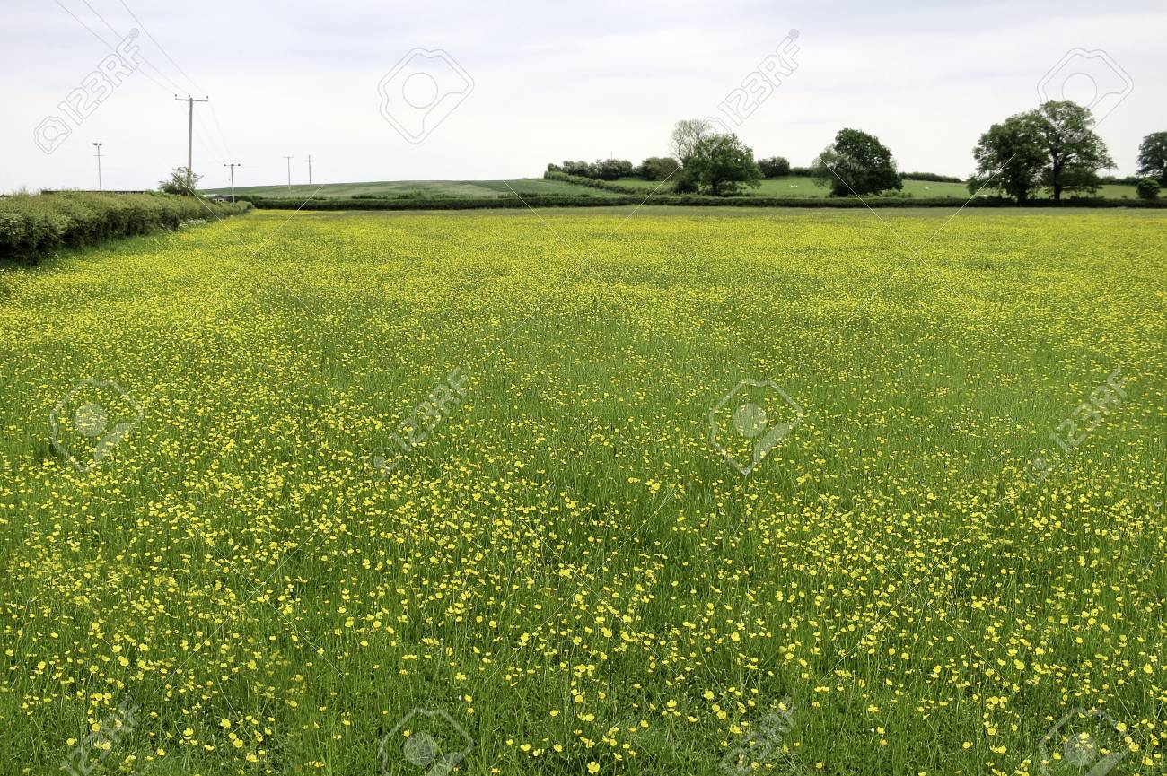 Yellow Flower Field In Whaley Bridge United Kingdom Stock Photo Picture And Royalty Free Image Image