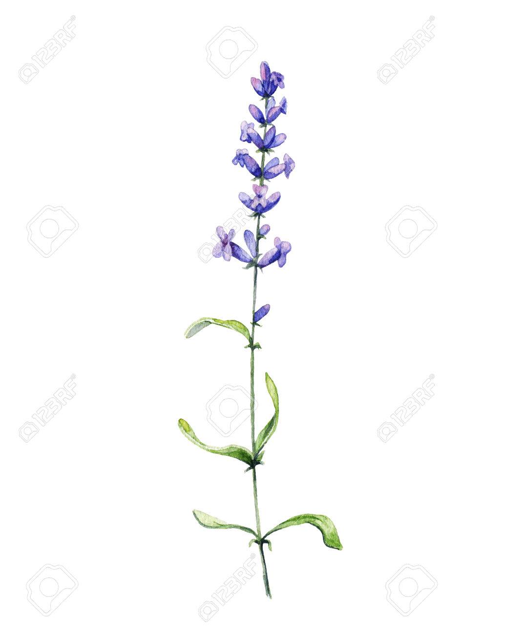 ラベンダー 白い背景の上の水彩画のイラスト の写真素材 画像素材 Image
