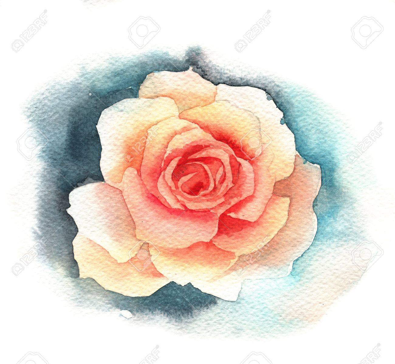 watercolor rose stock photo picture and royalty free image image