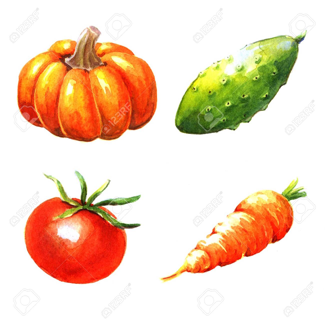 野菜 白い背景の水彩画のイラスト の写真素材 画像素材 Image 野菜 白い背景の水彩画のイラスト の写真素材 画像素材 Image