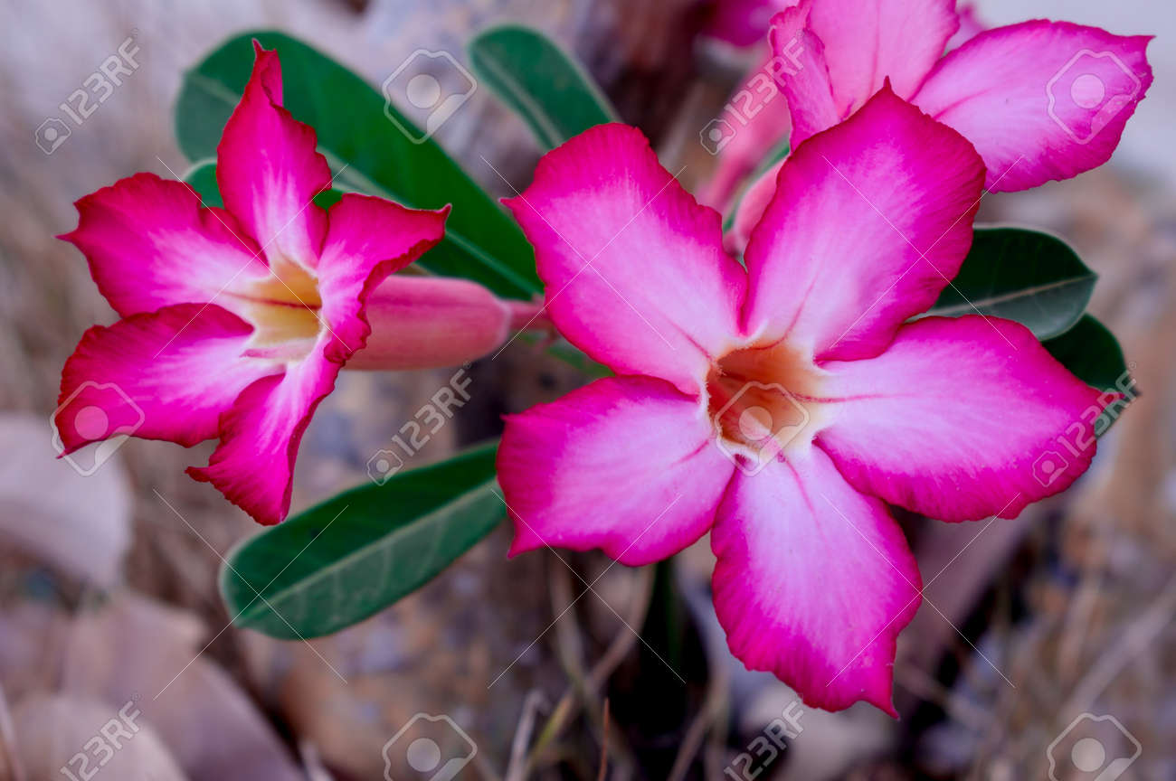 アデニウム 濃いピンク アデニウム 濃いピンク アデニウム：オベスム