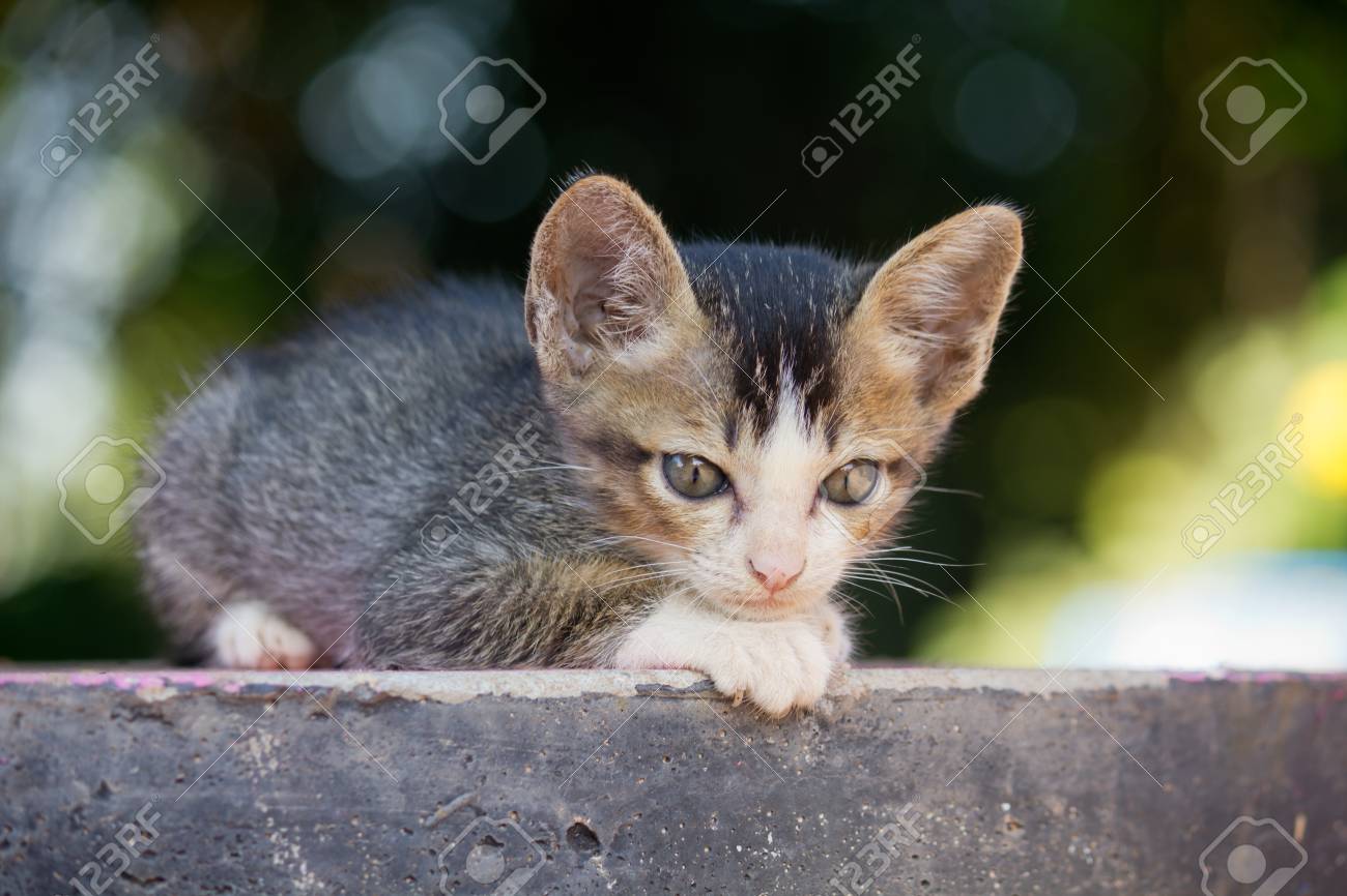 悲しい猫 の写真素材 画像素材 Image 48802544