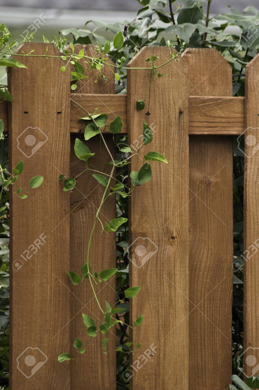 装飾的なレッドウッド フェンスを越えて成長グリーンつた の写真素材 画像素材 Image