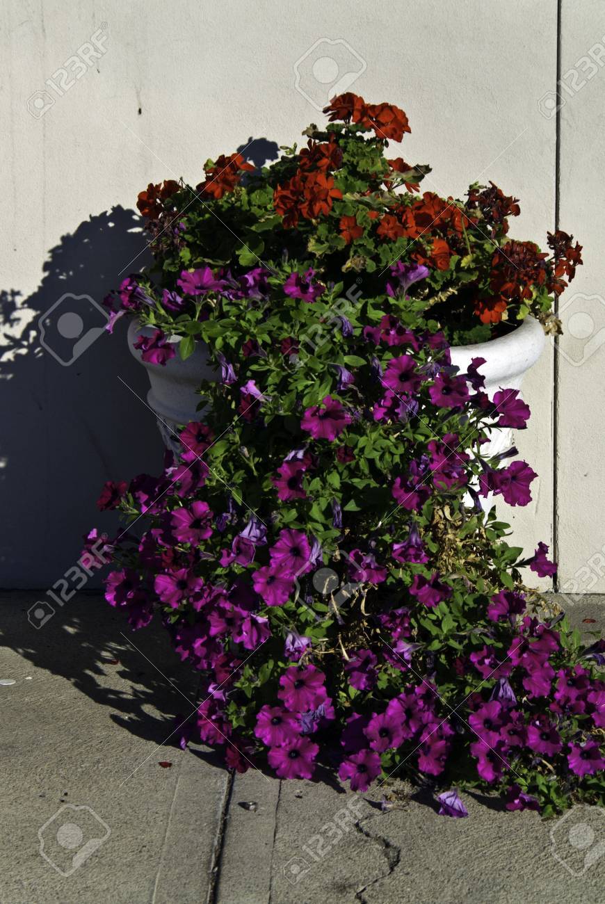 眼医者のオフィスへの入り口を飾るために花のポット の写真素材 画像素材 Image