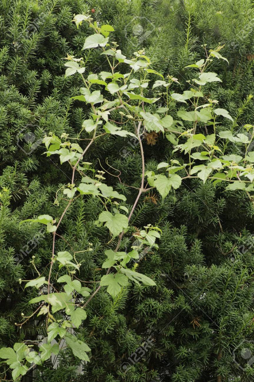 Un Arbol De Hoja Perenne Con Un Visitante Vid Maleza Fotos Retratos Imagenes Y Fotografia De Archivo Libres De Derecho Image