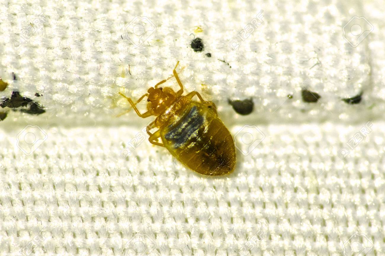 Bed bug - 57691969