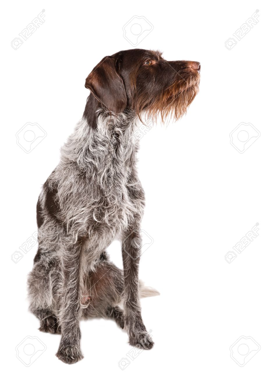 german wirehaired pointer white