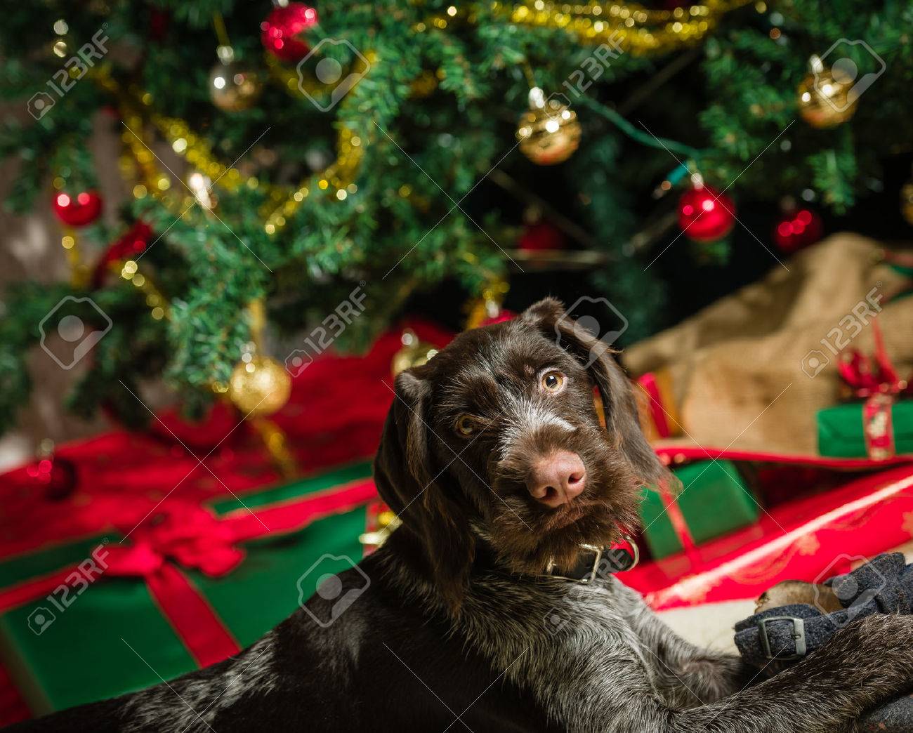 german wirehaired pointer gifts