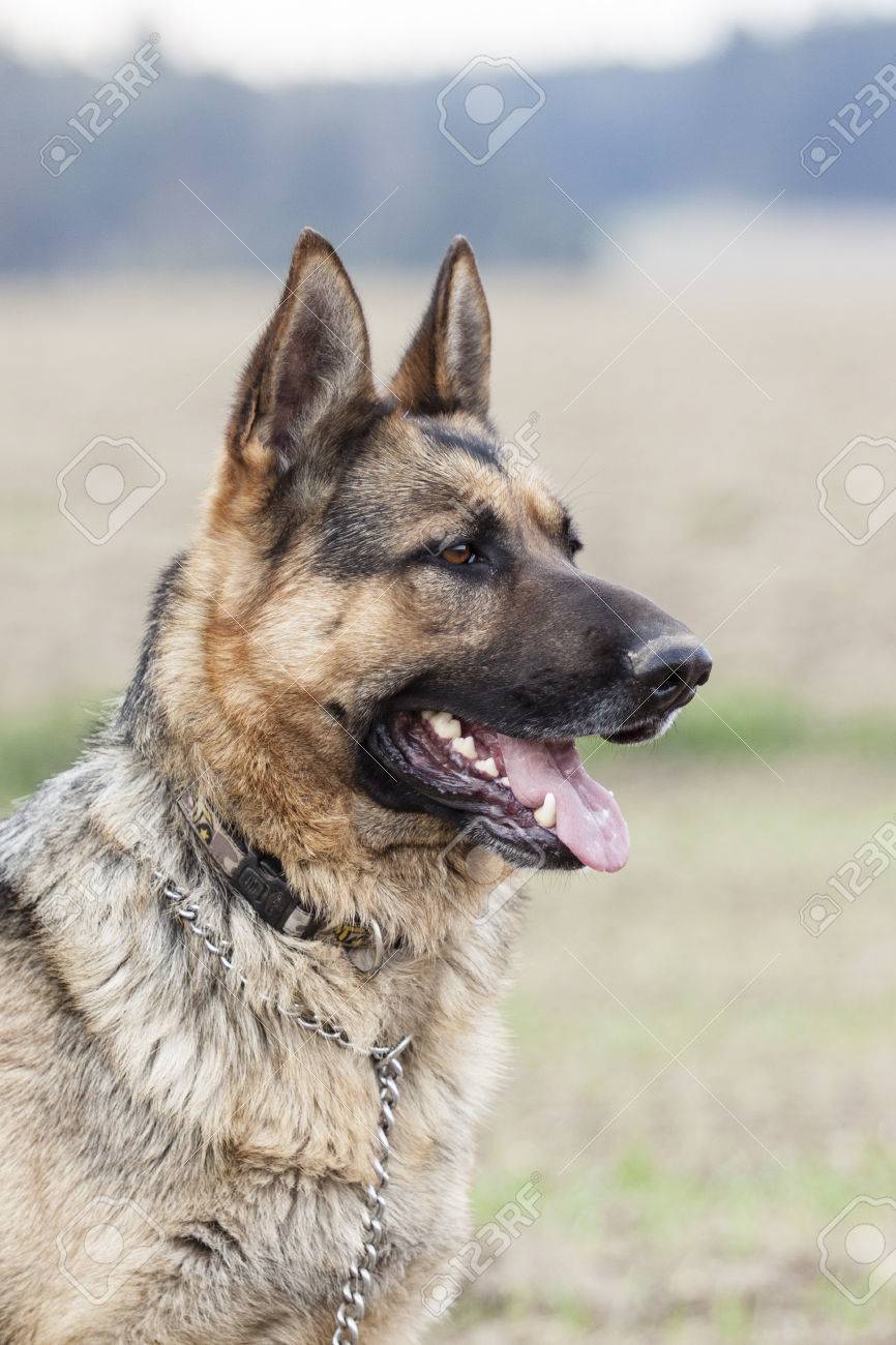 german shepherd big