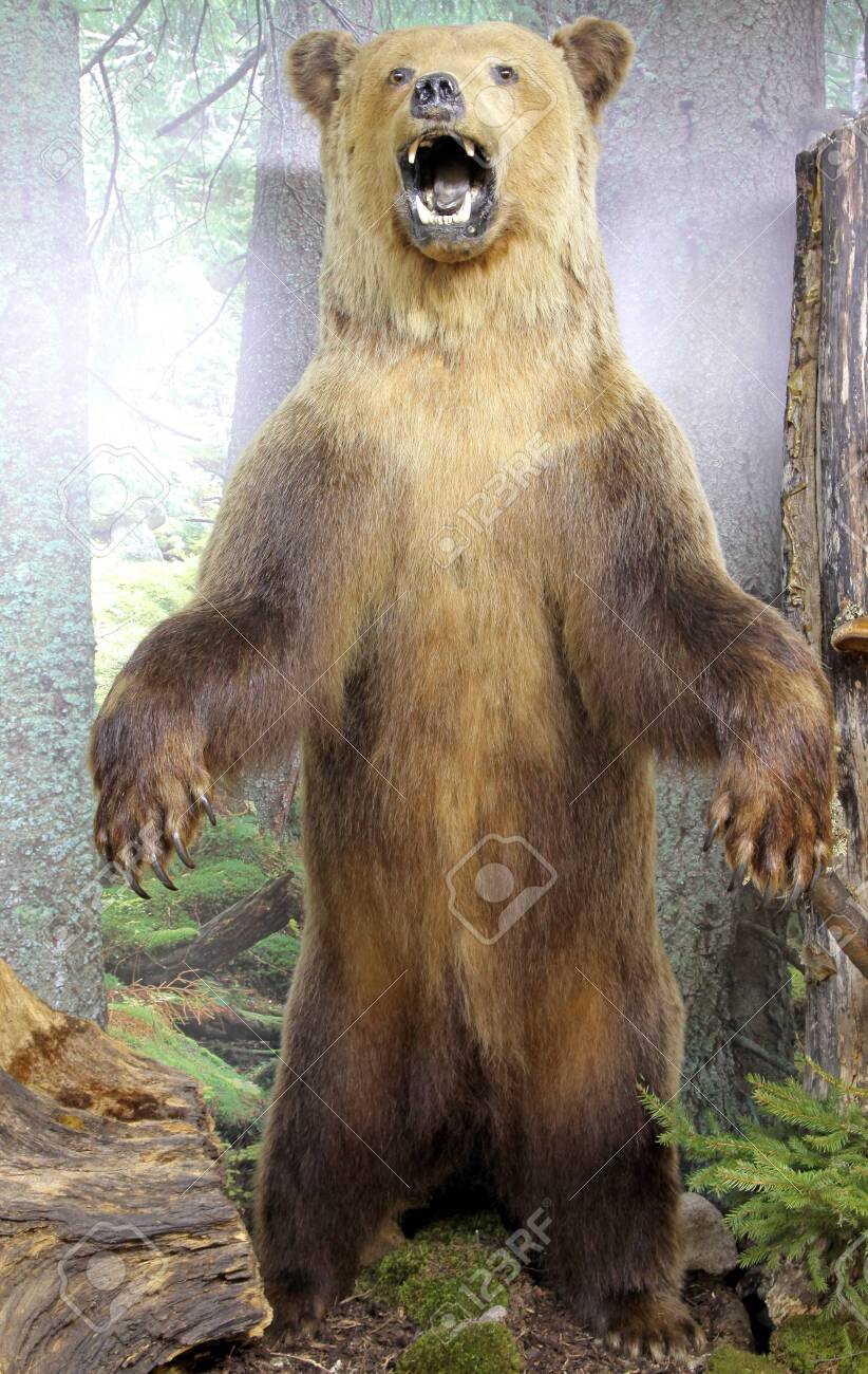 pokemon pokeball plush