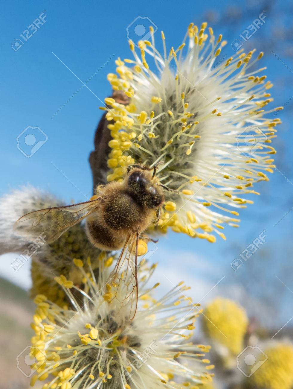 bee glove puppet