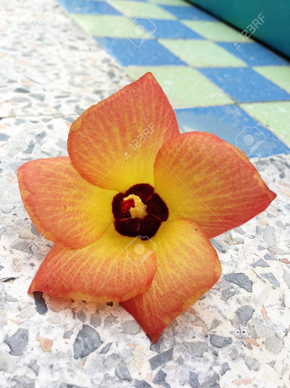 etiam-dictum-ipsum-a-felis