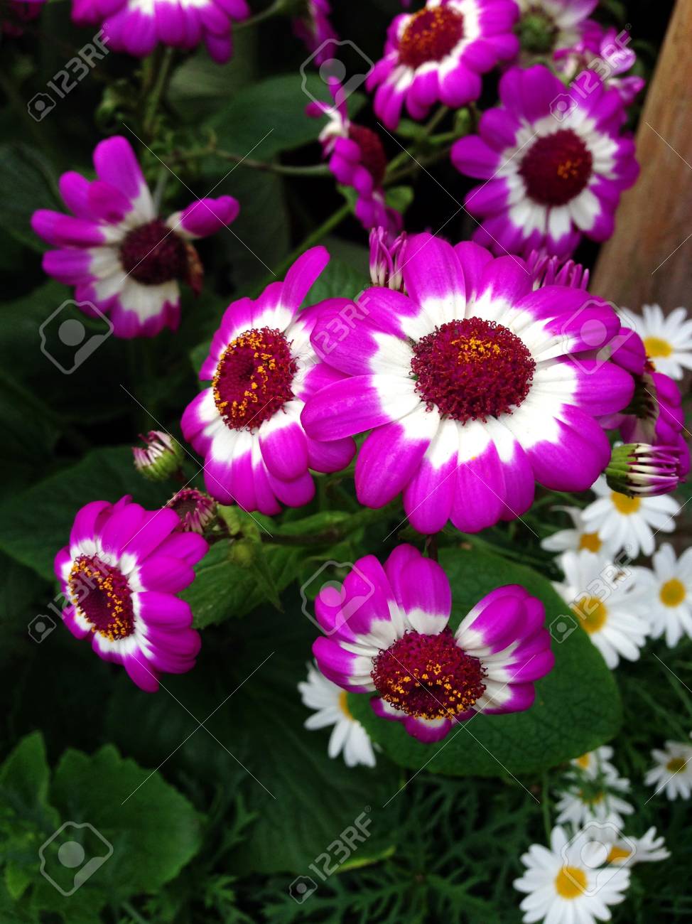 etiam-dictum-ipsum-a-felis