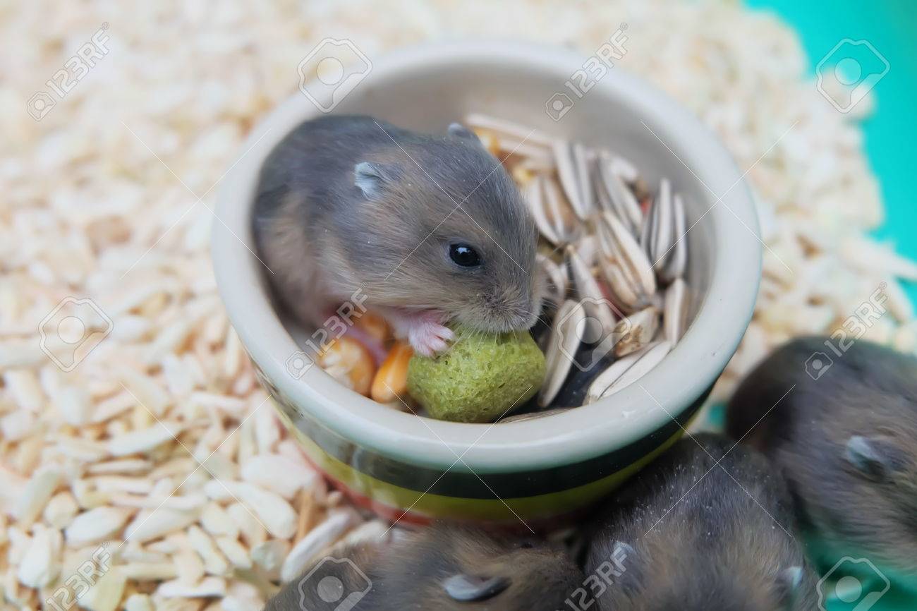 Bebe D Hiver Blanc Hamster Manger De La Nourriture Banque D Images Et Photos Libres De Droits Image