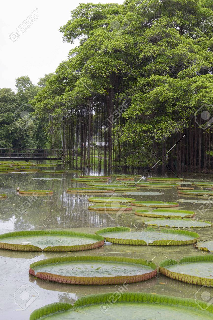 Big Banyan Tree Near Victoria Lotus Pond In The Park Stock Photo Picture And Royalty Free Image Image 54558525