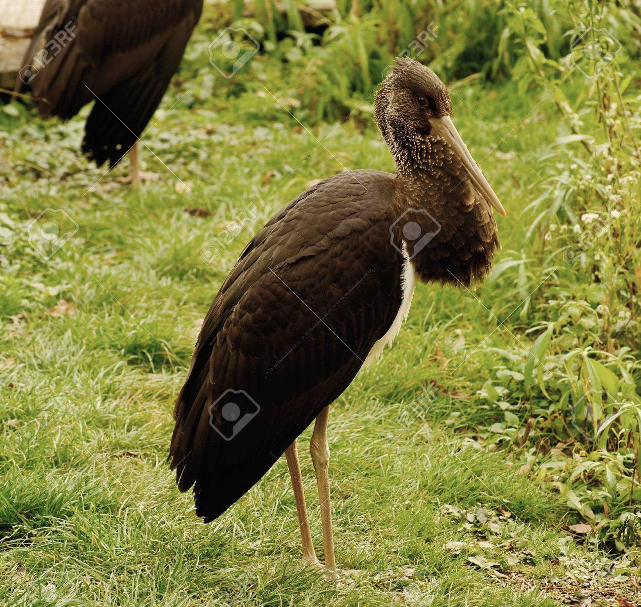 etiam-dictum-ipsum-a-felis