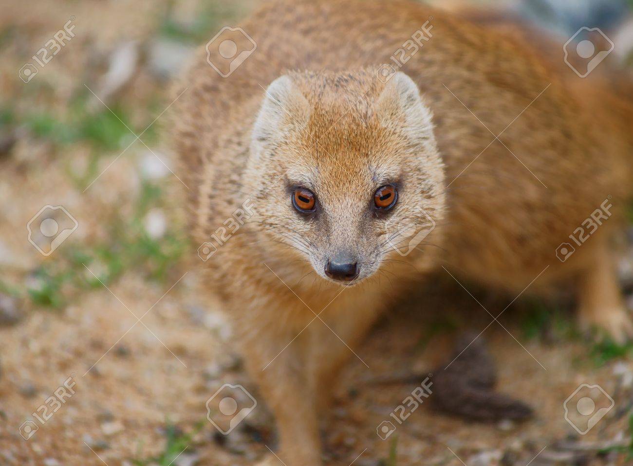 etiam-dictum-ipsum-a-felis