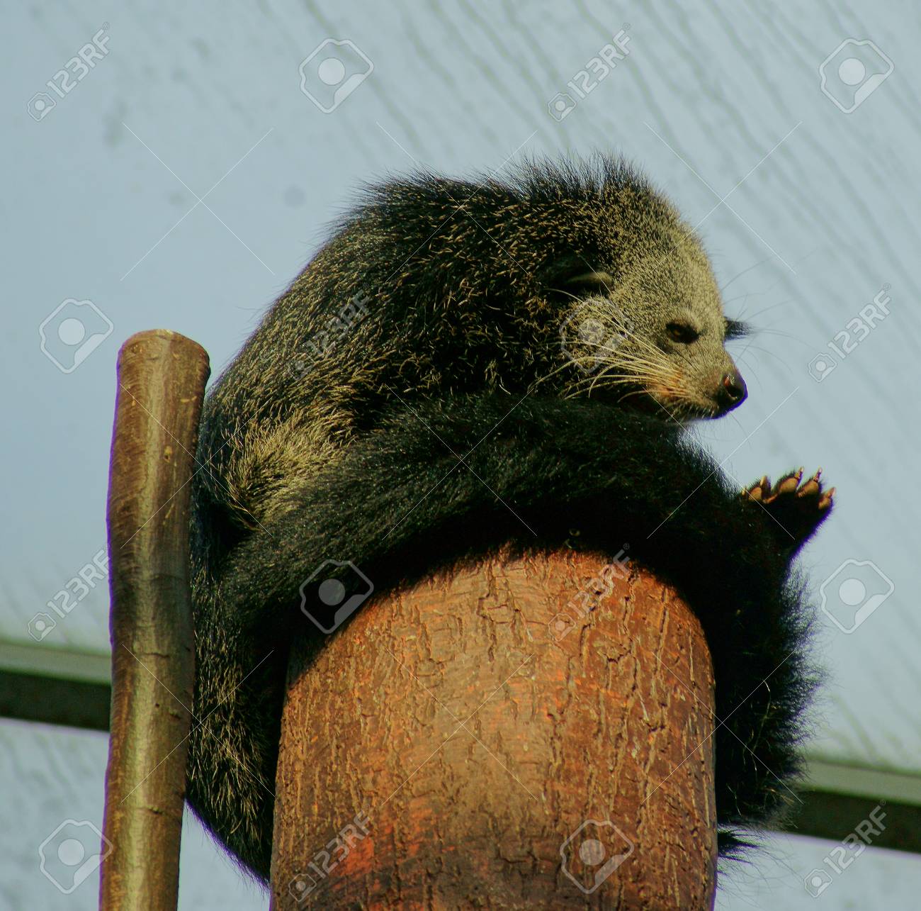 etiam-dictum-ipsum-a-felis