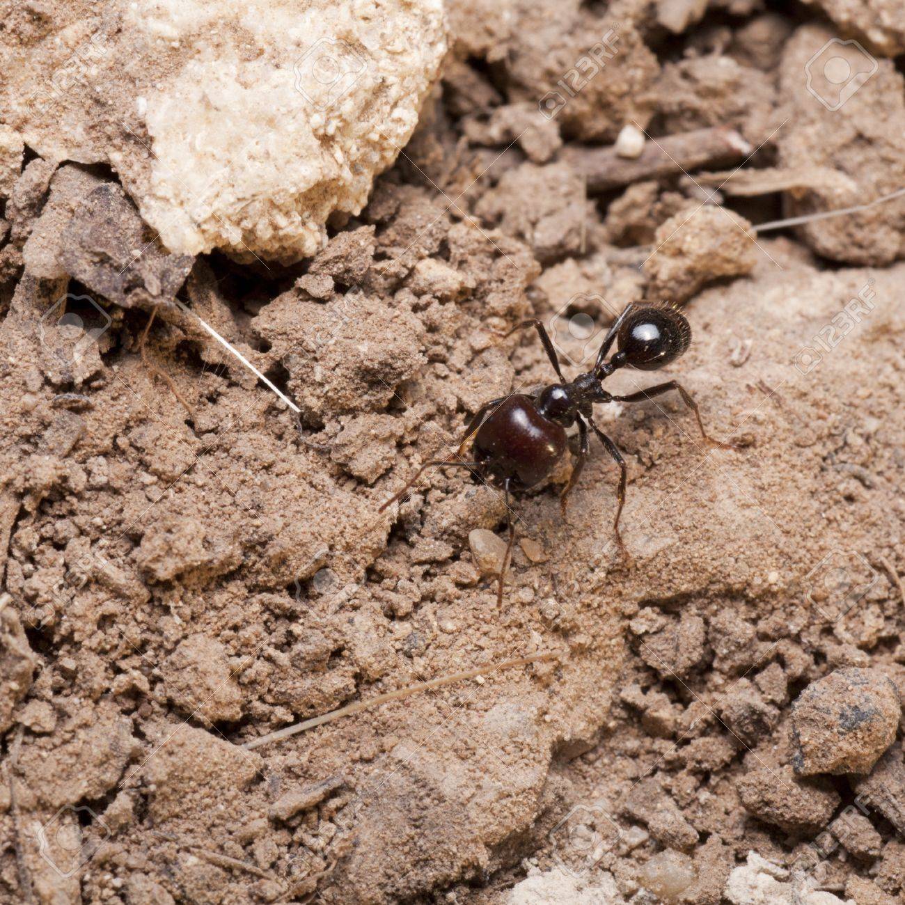 蟻の巣を守っている兵士 の写真素材 画像素材 Image