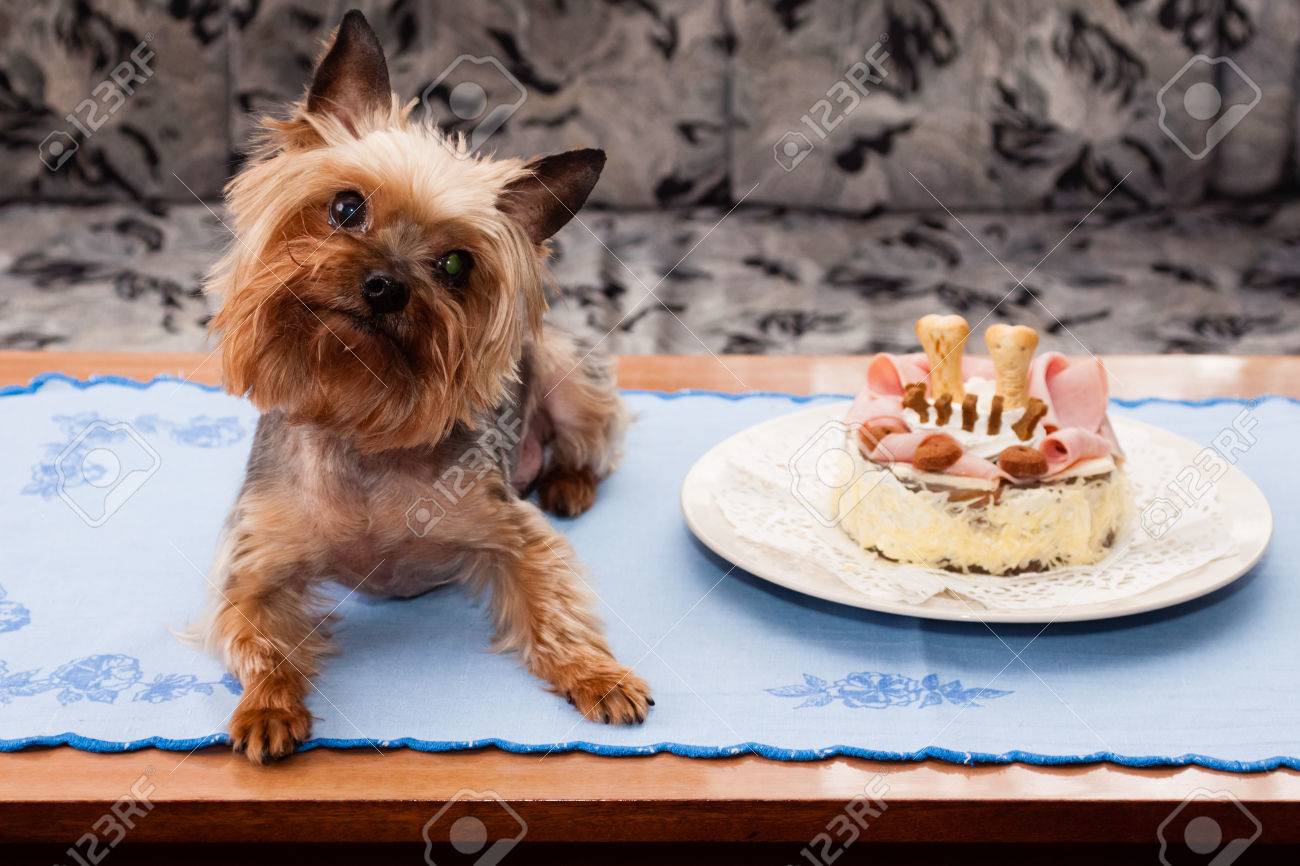 yorkshire terrier cake