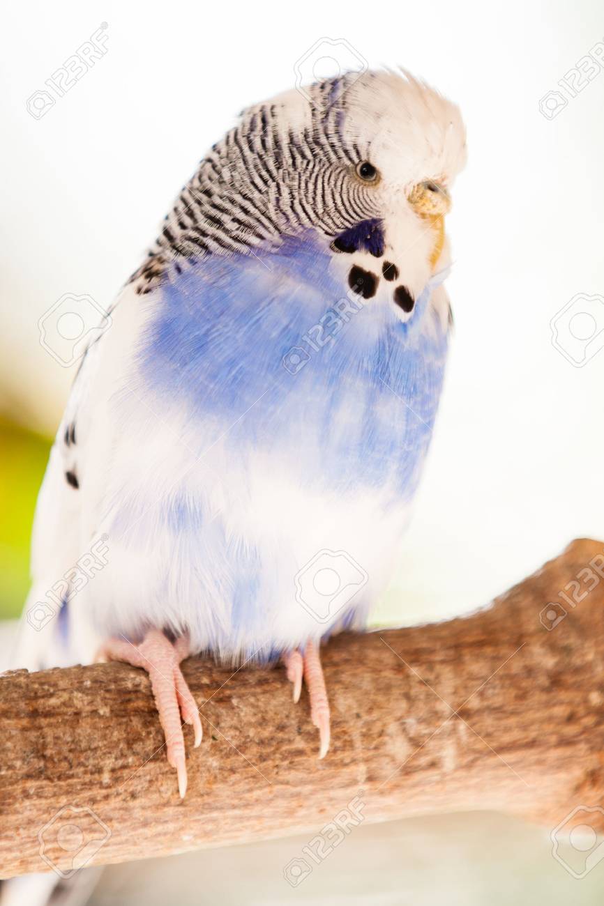 セキセイインコのジアルディア メンソレータム肖像画 の写真素材 画像素材 Image セキセイインコのジアルディア メンソレータム肖像画 の写真素材 画像素材 Image