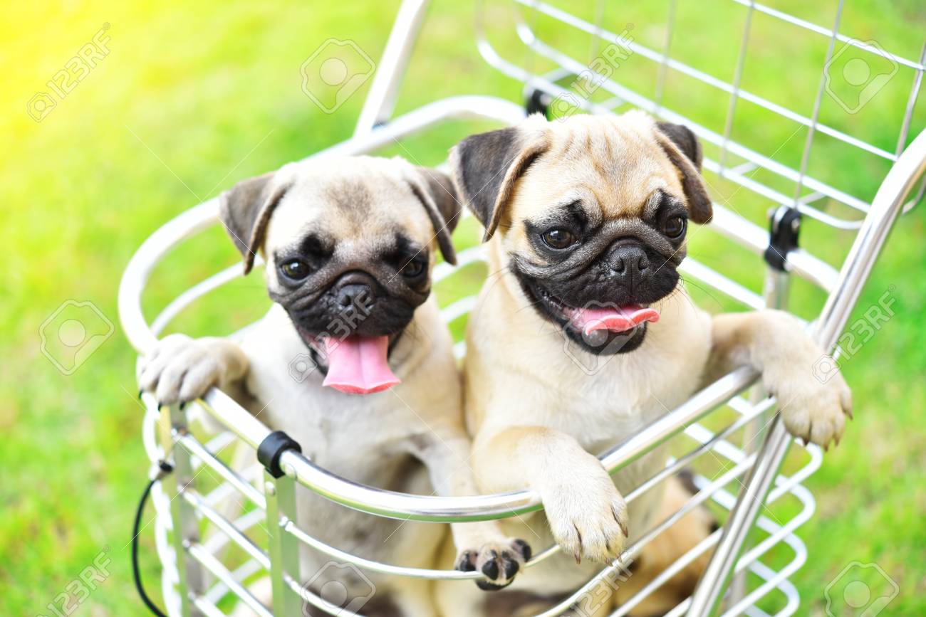 pug shopping