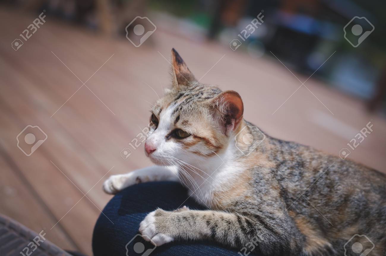 etiam-dictum-ipsum-a-felis
