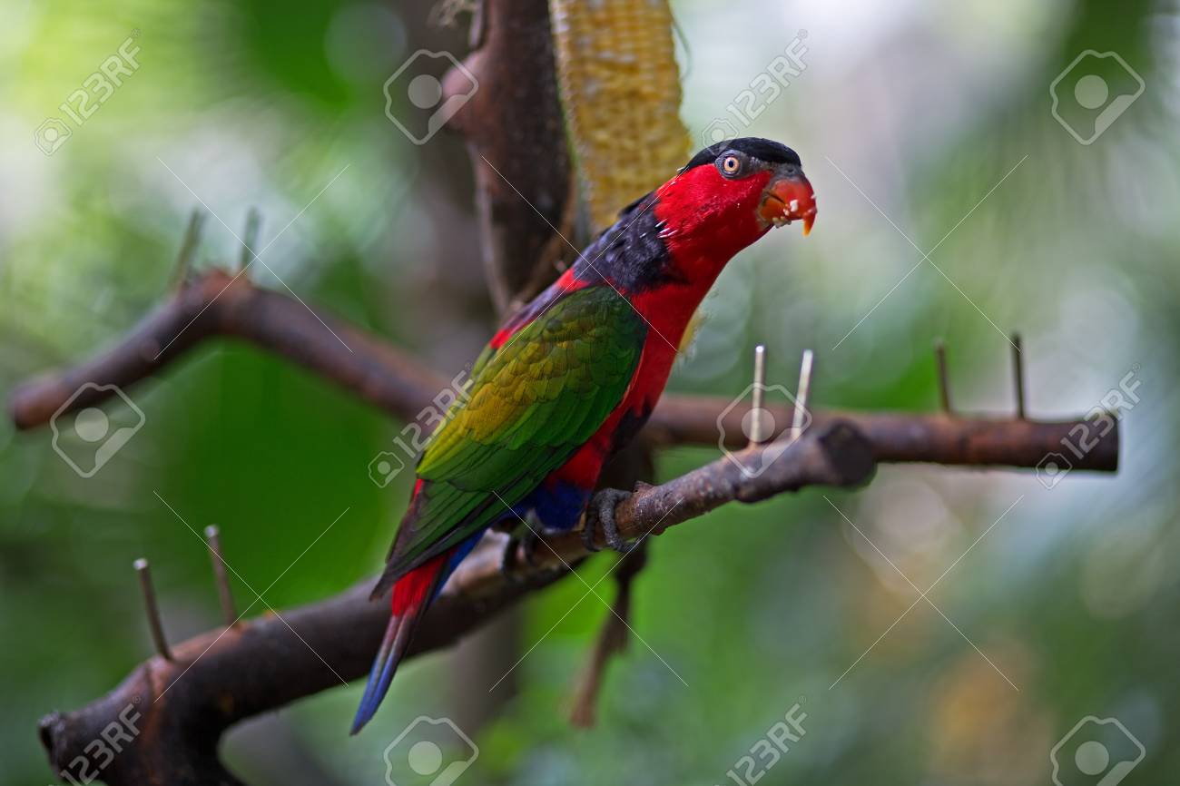 etiam-dictum-ipsum-a-felis