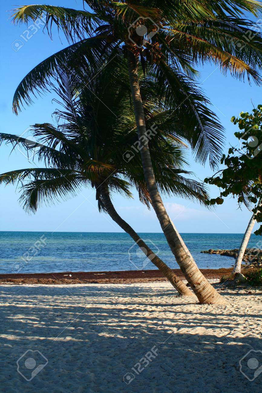 リモートのビーチ画像に傾いたヤシのターコイズ ブルーの海が見渡せます の写真素材 画像素材 Image