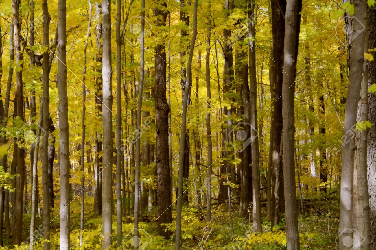 forest full of yellow autumn colored leaves and vertical tree vertical tree