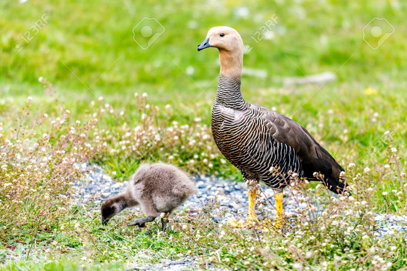 L Oie Des Hautes Terres Chloephaga Picta Avec Son Bebe Dans Les Iles De La Terre De Feu En Patagonie En Argentine Banque D Images Et Photos Libres De Droits Image