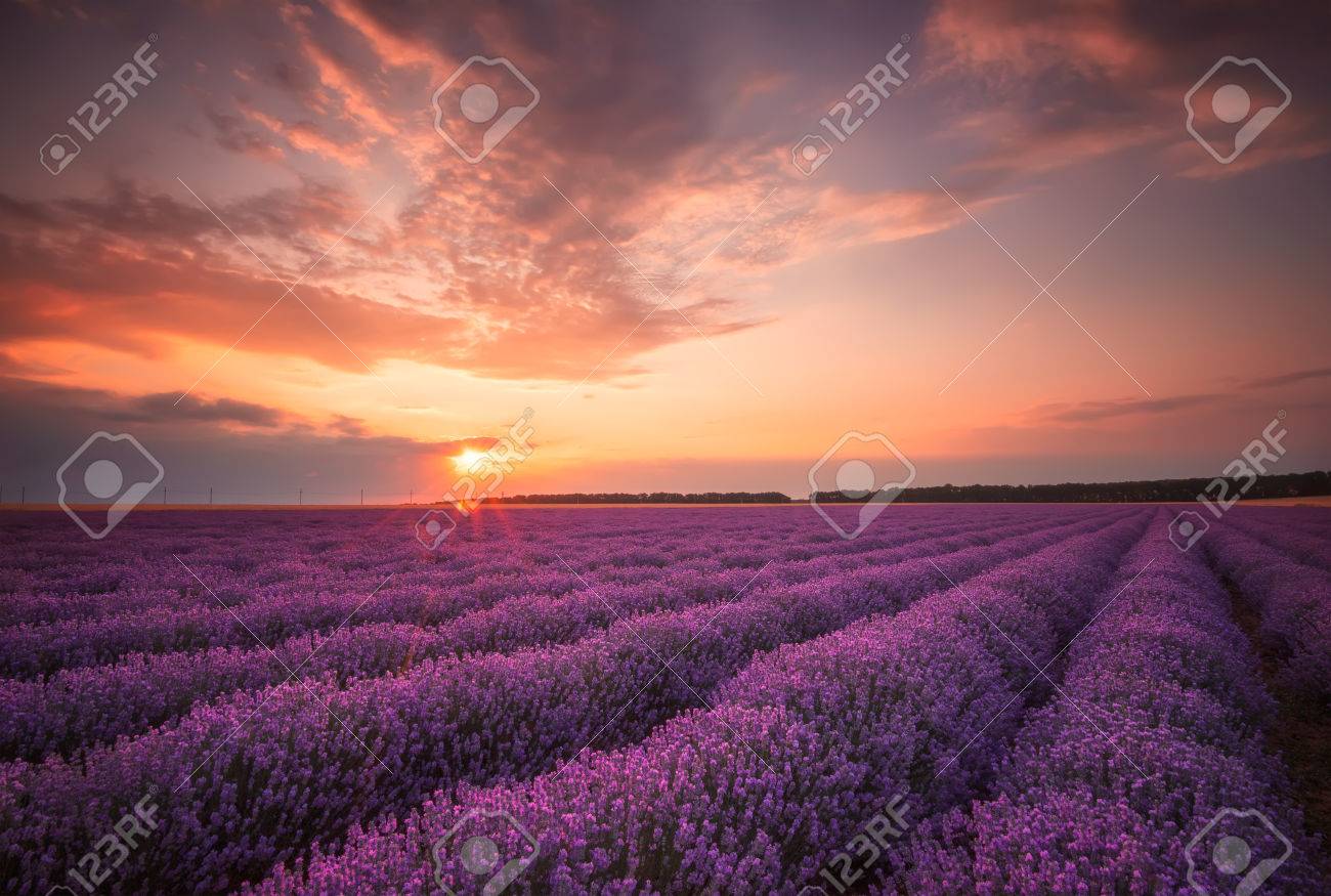 Lavender Sunset Stunning Landscape With Lavender Field At Sunset Stock Photo Picture And Royalty Free Image Image