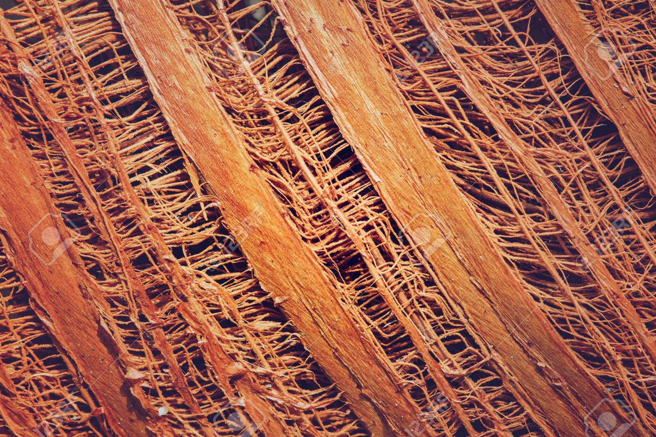 バック グラウンド パターンのココナッツの木の繊維 の写真素材 画像素材 Image