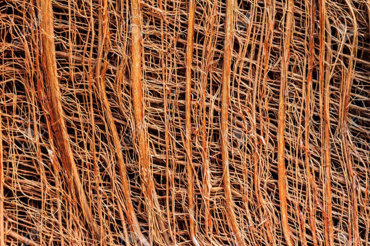 バック グラウンド パターンのココナッツの木の繊維 の写真素材 画像素材 Image