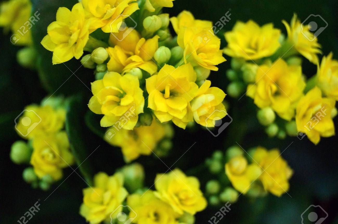 Bunch Of Small Yellow Flowers Stock Photo Picture And Royalty Free Image Image 25313663