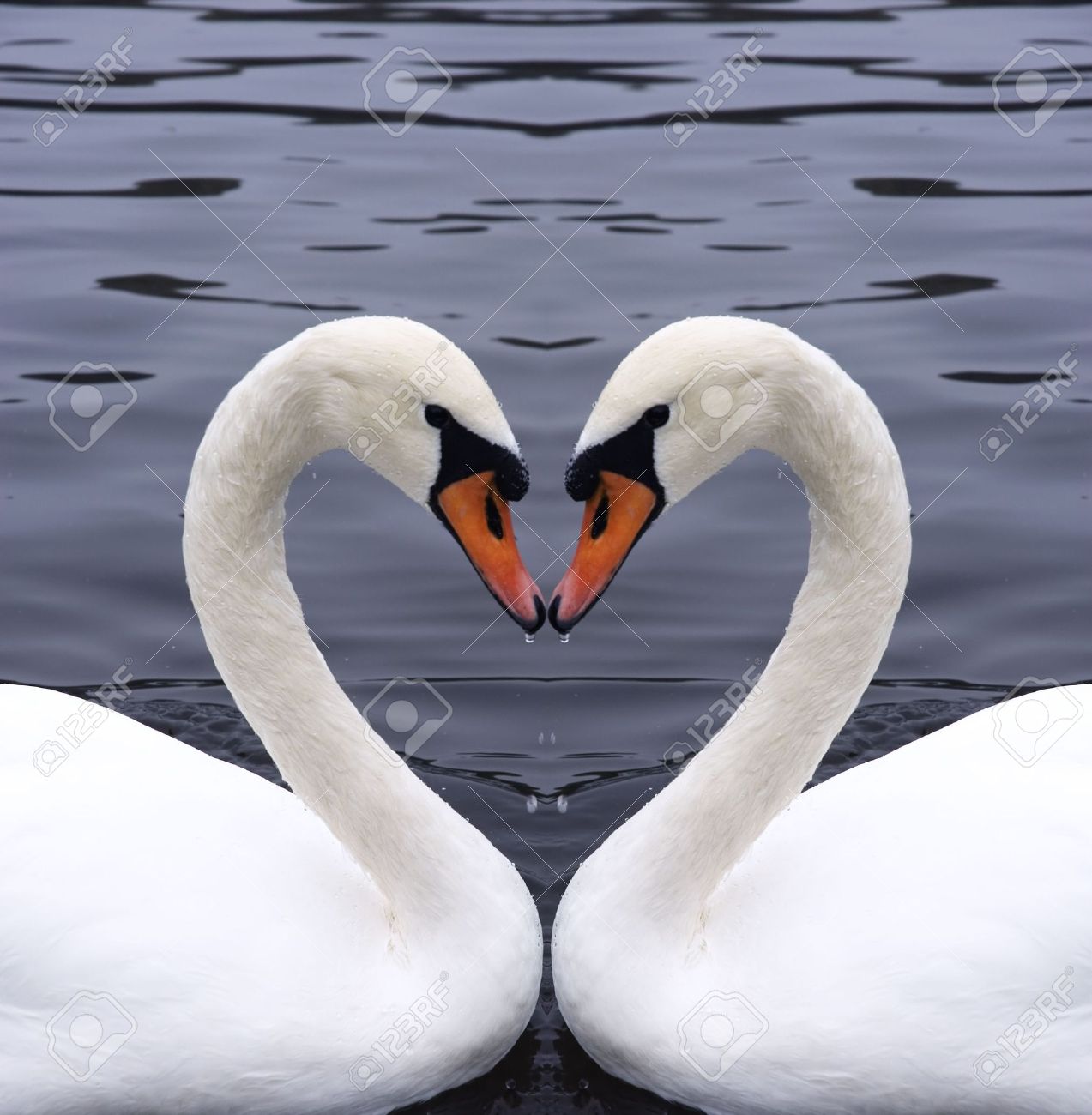 Cisnes Corazon Fotos Retratos Imagenes Y Fotografia De Archivo