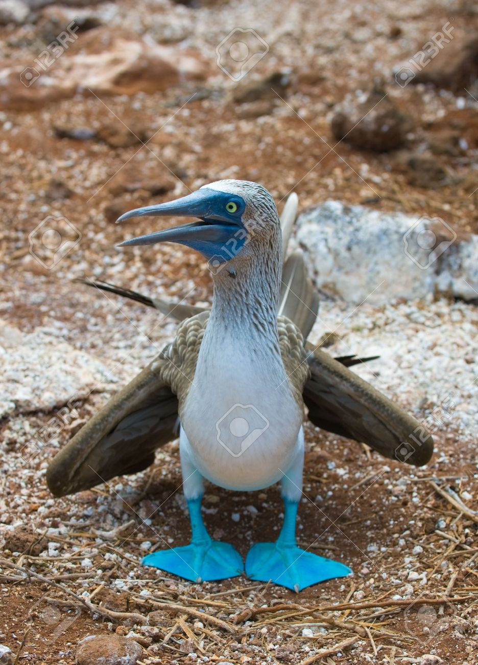 世界のお土産 ガラパゴス 木彫り アオアシカツオドリ