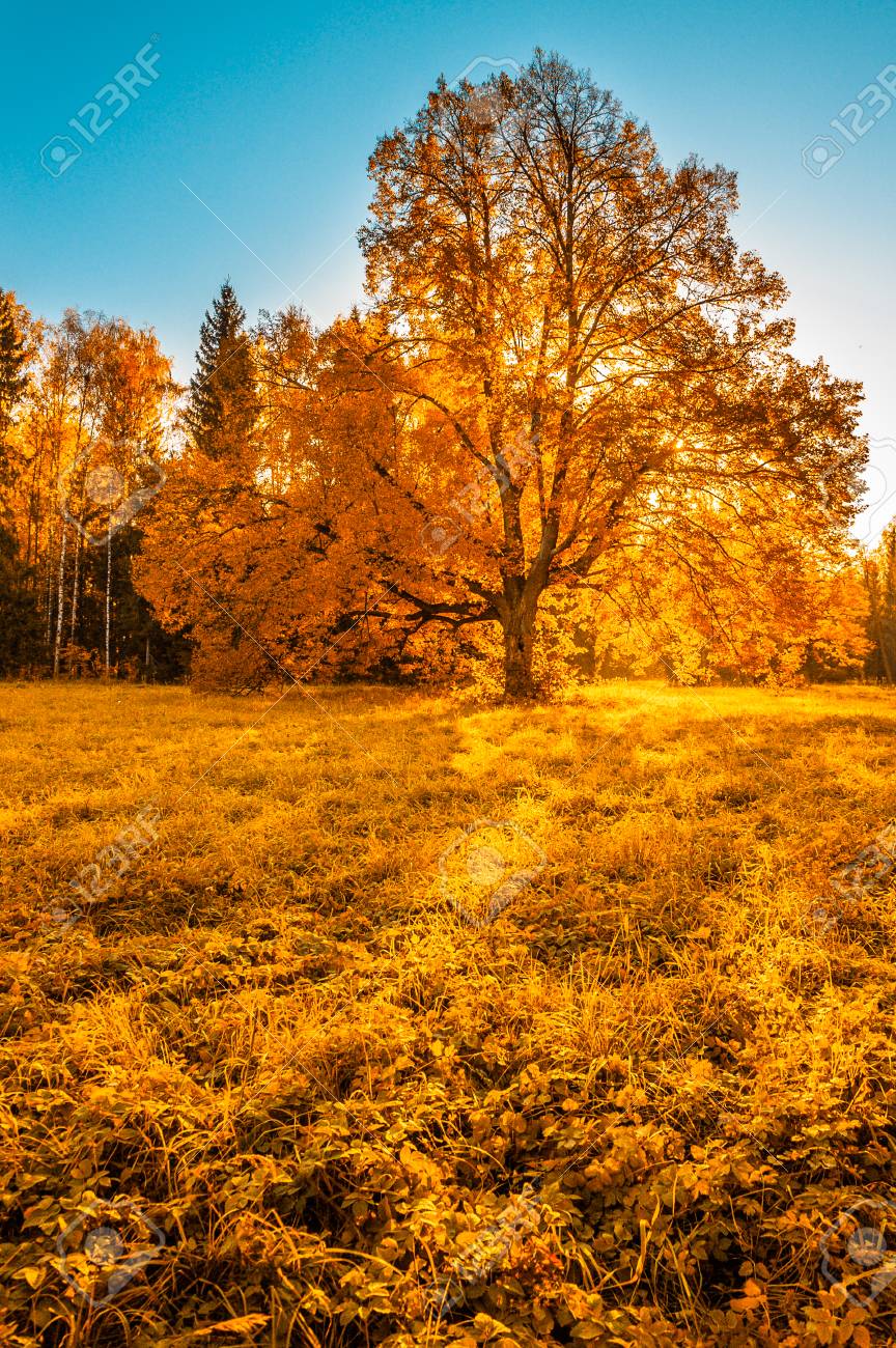 autunm tree in the park perfect fall scenery stock photo picture