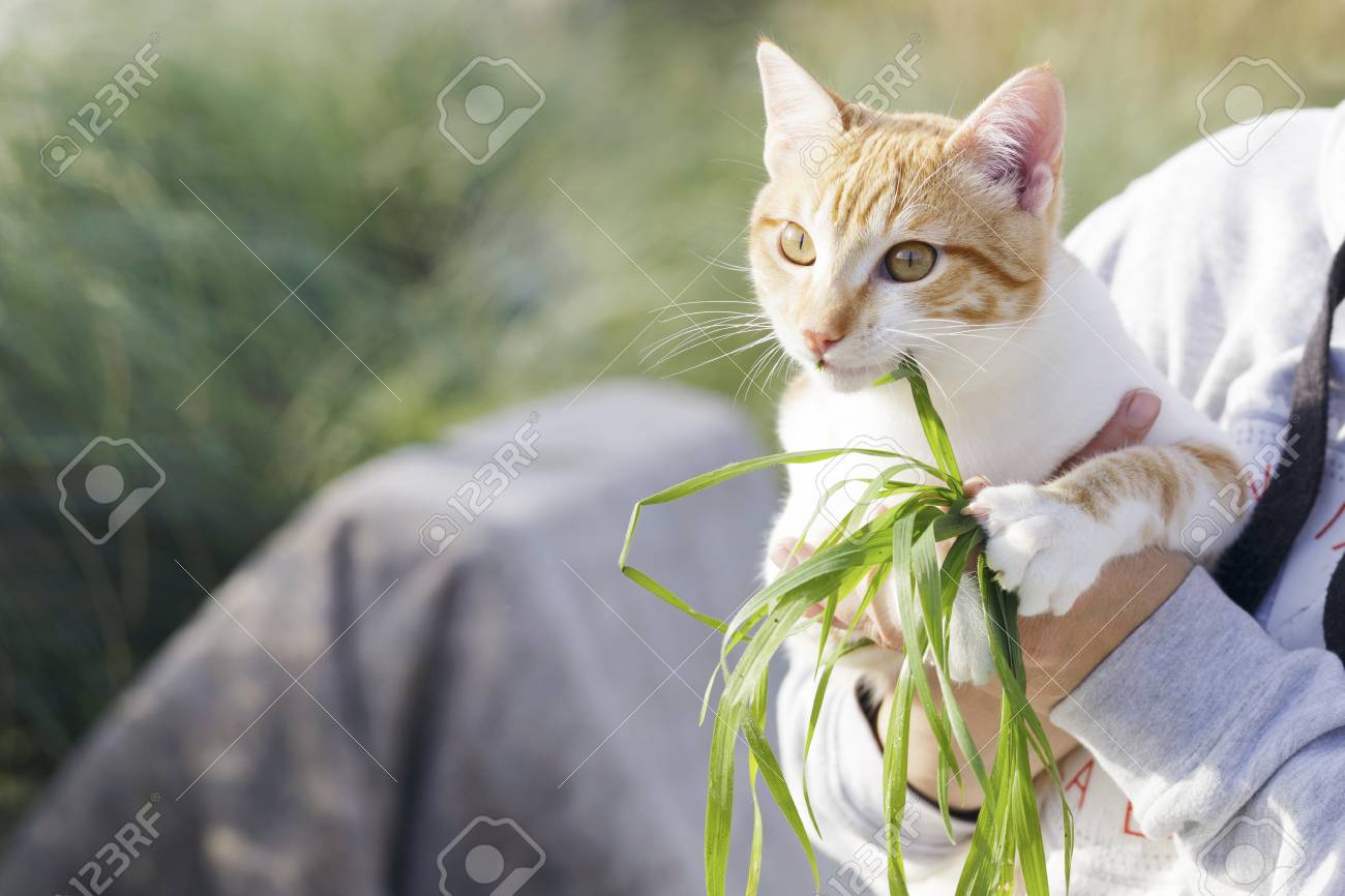 One Person Holding A Common White And Ginger Cat Outdoors The Cat Is Playing And Eating Green Grass Shallow Deep Of Field Stock Photo Picture And Royalty Free Image Image 69713474