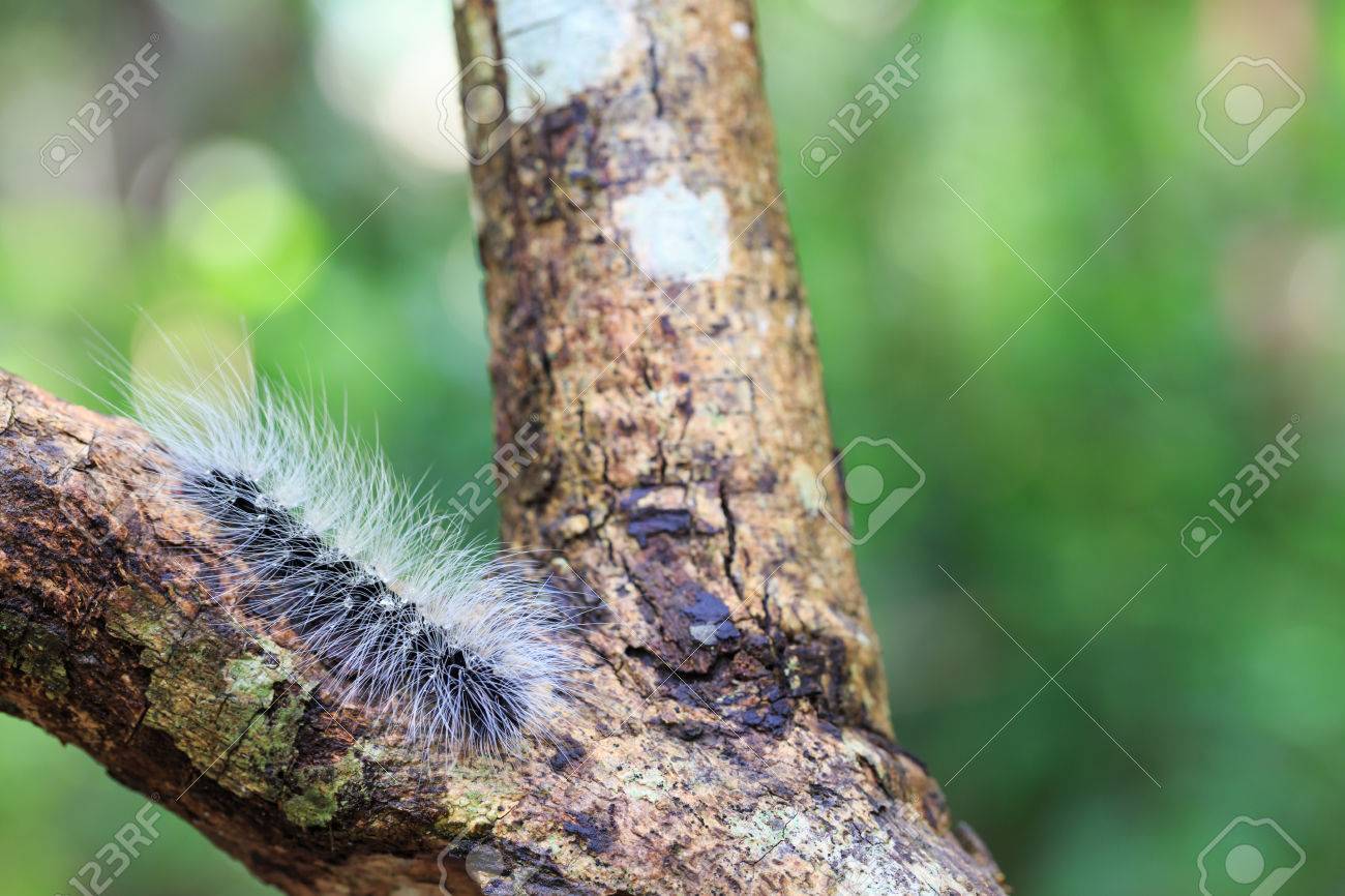 hairy bark trees Hairy bark trees