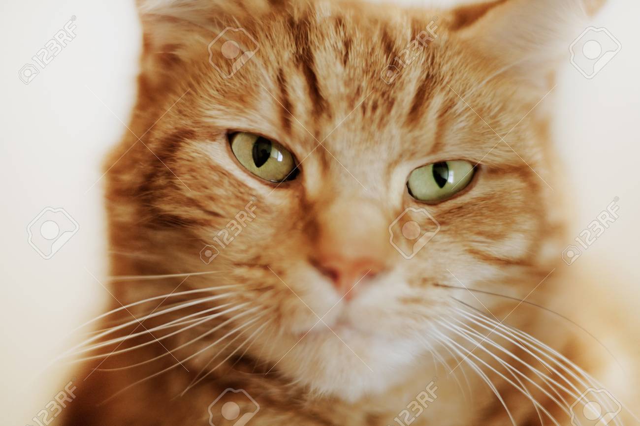 Gros Plan Portrait D Un Chat Ne Cherche Pas Vraiment Tout Mignon Et Calin Plus Que Ca Vu Quelque Chose Qu Il Veut Banque D Images Et Photos Libres De Droits Image