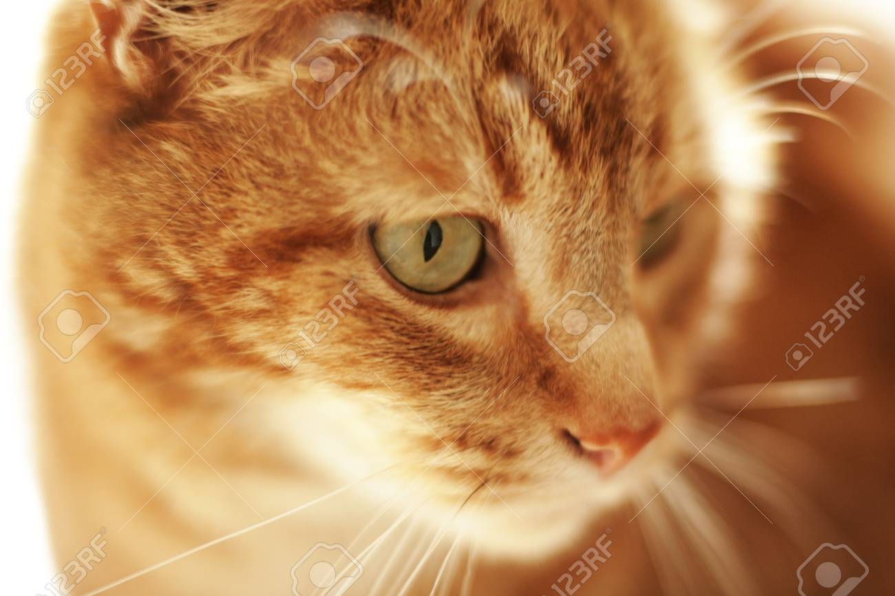 Gros Plan Portrait D Un Chat Ne Cherche Pas Vraiment Tout Mignon Et Calin Plus Comme Il A Vu Quelque Chose Qu Il Veut Banque D Images Et Photos Libres De Droits Image