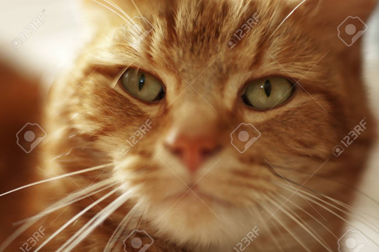 Gros Plan Portrait D Un Chat Ne Cherche Pas Vraiment Tout Mignon Et Calin Plus Comme Il A Vu Quelque Chose Qu Il Veut Banque D Images Et Photos Libres De Droits Image