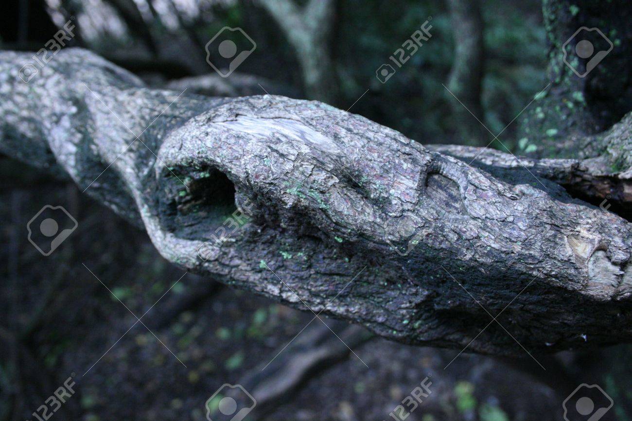 etiam-dictum-ipsum-a-felis