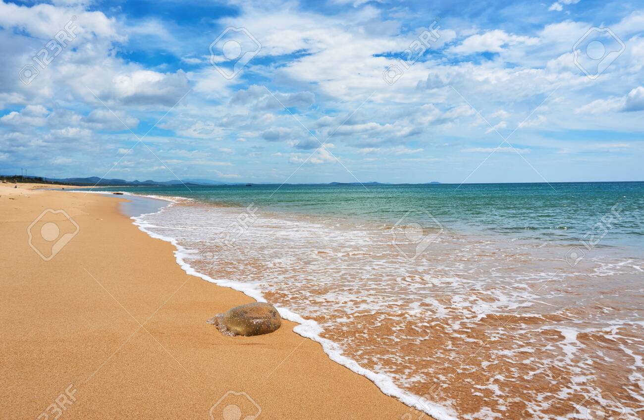 Huge Dead Jellyfish At The Beach In Tuy Hoa Phu Yen Stock Photo Picture And Royalty Free Image Image Huge Dead Jellyfish At The Beach In Tuy Hoa Phu Yen Stock Photo Picture And Royalty Free Image Image